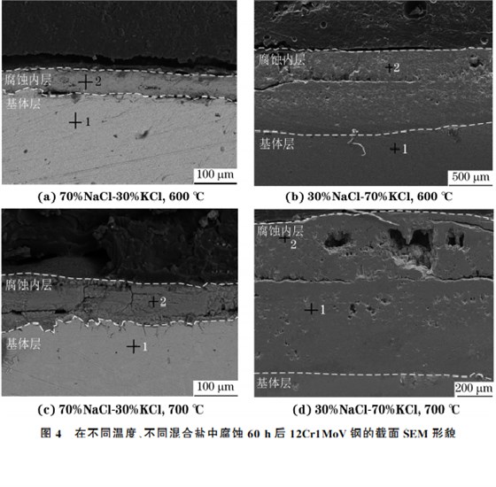 在不同溫度、不同混合鹽中腐蝕６０h后１２Cr１MoV鋼的截面SEM 形貌